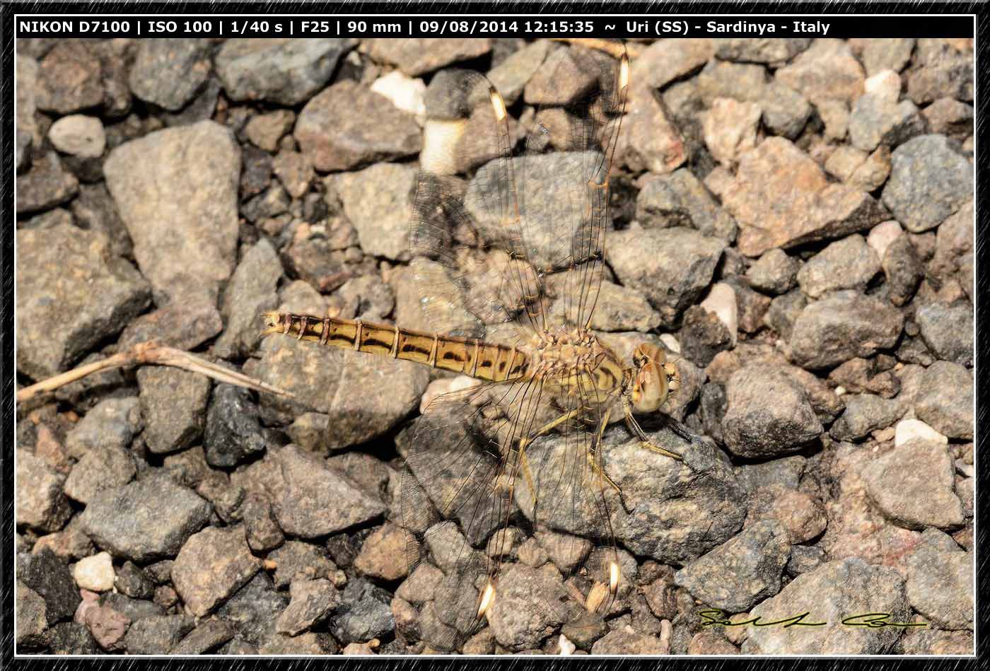 Brachythemis impartita (Karsch, 1890)